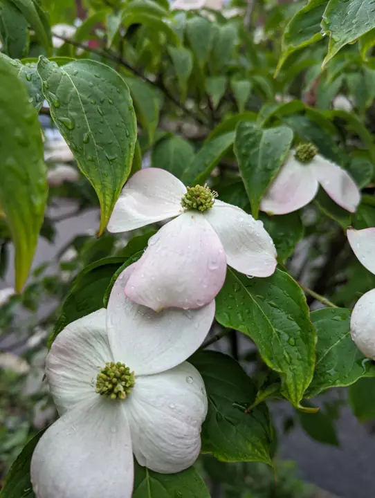 White dogwood flowers - the tree our house is named after