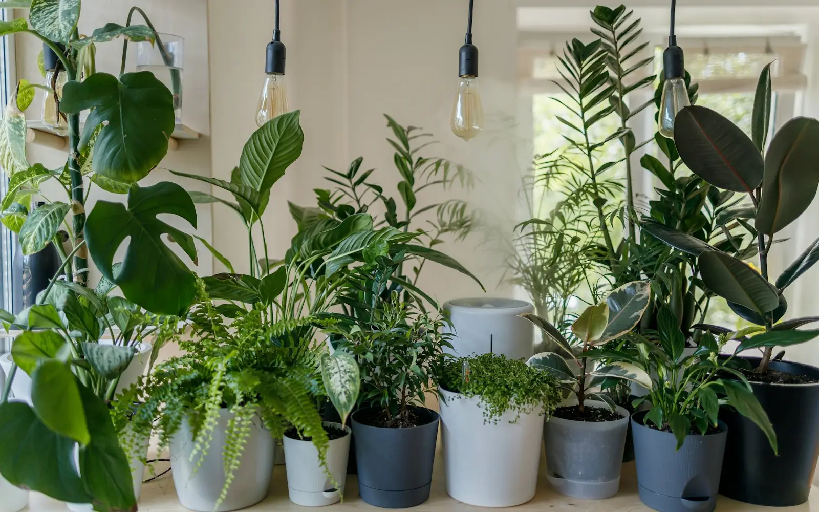 Collection of lush green houseplants in pots under pendant lights