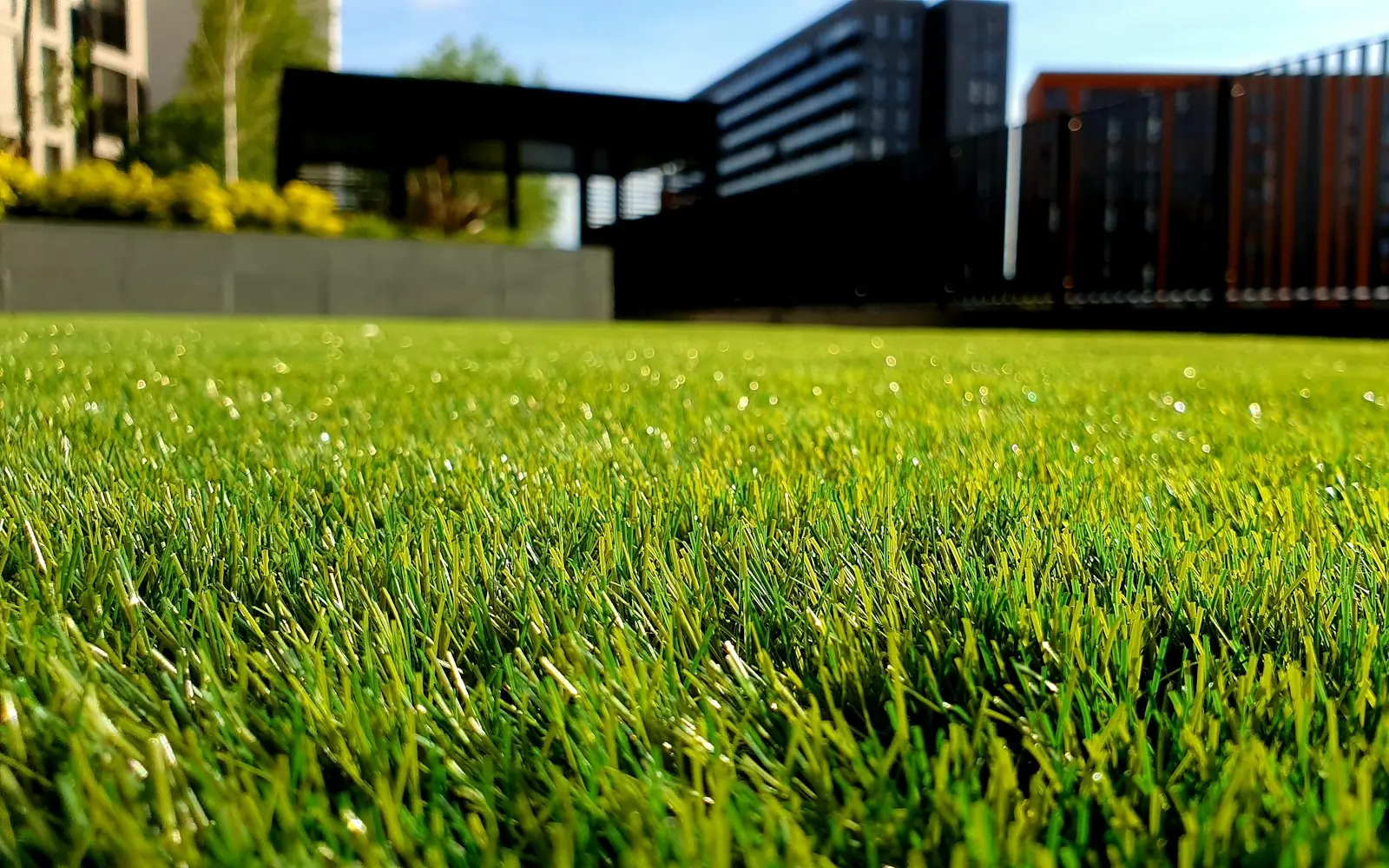 Close-up of lush green lawn grass in sunlight