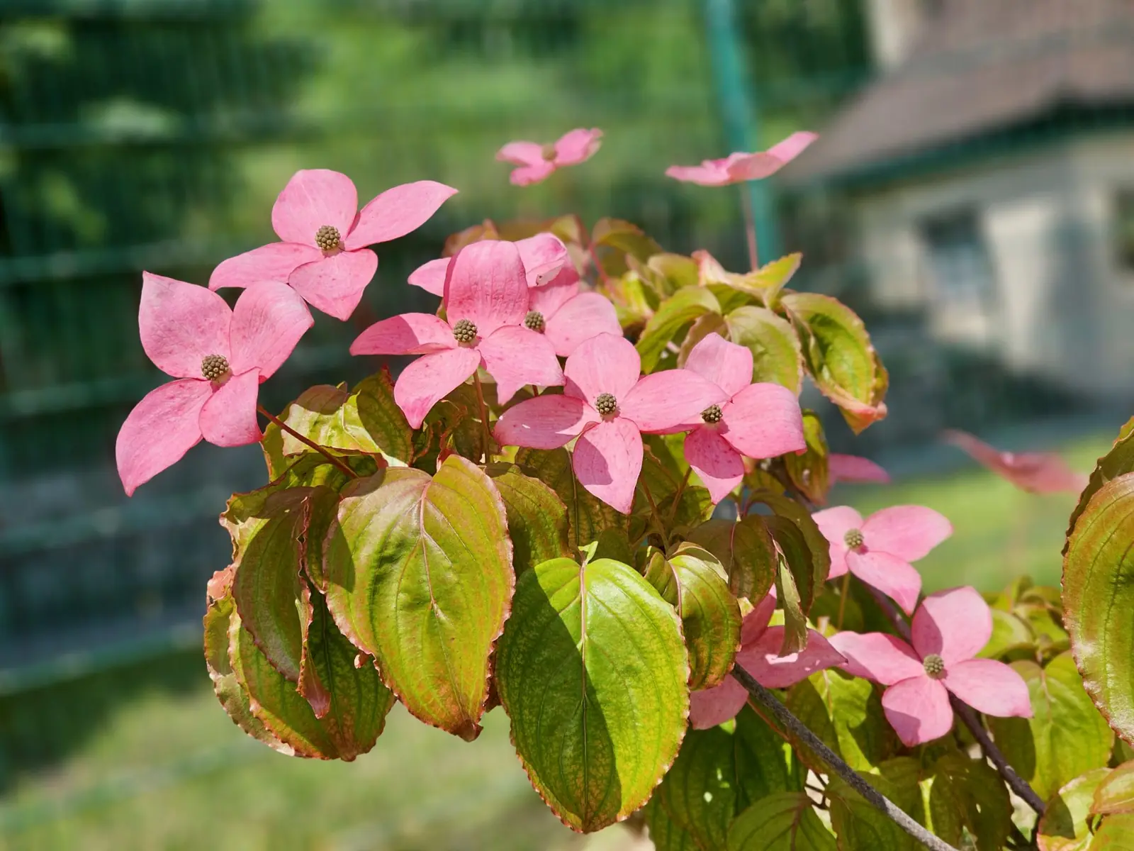 Pink kousa dogwood blossoms glowing in the sun