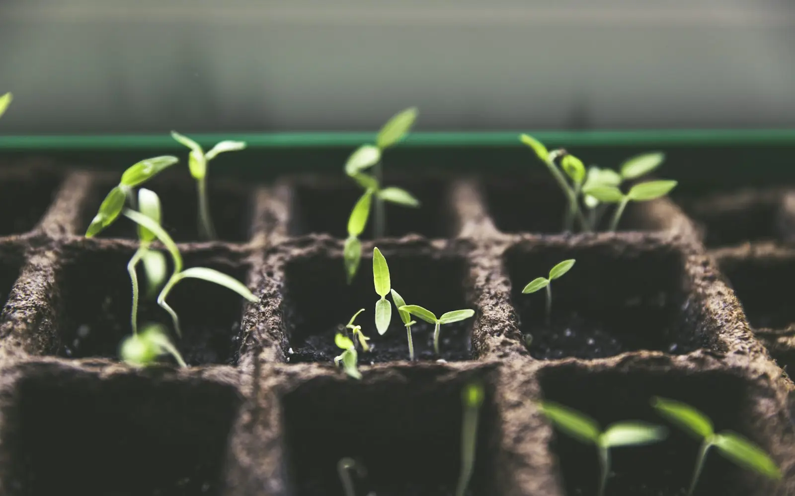 Young seedlings in a tray