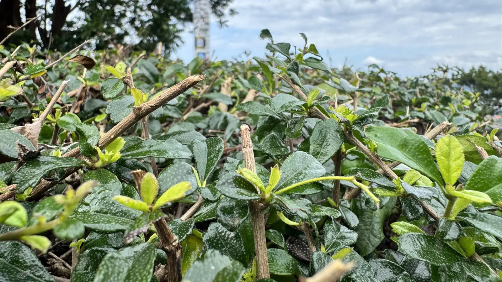 Close-up of a dense, clipped green shrub